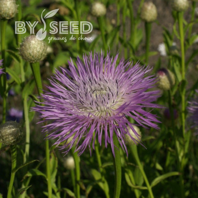 Centaurée americana Aloha Rosa