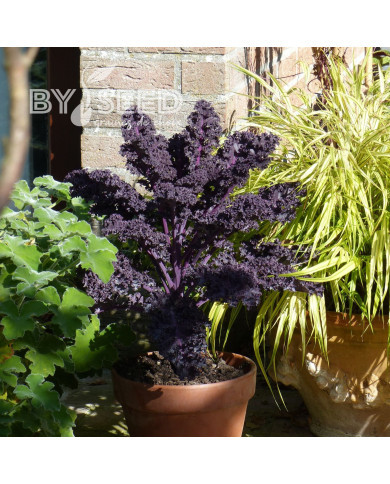 Chou frisé (kale) Scarlet