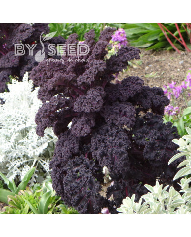 Chou frisé (kale) Scarlet