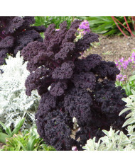 Browallia White Lady