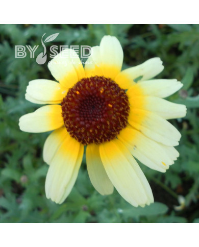 Chrysanthème à carène Polar Star