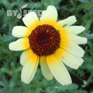 Chrysanthème à carène Polar Star