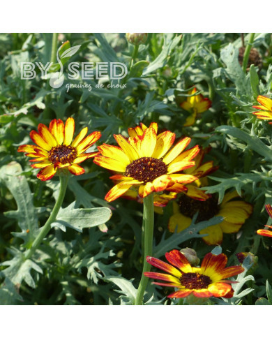 Chrysanthème à carène Sunset flame shades