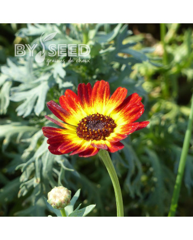 Chrysanthème à carène Sunset flame shades