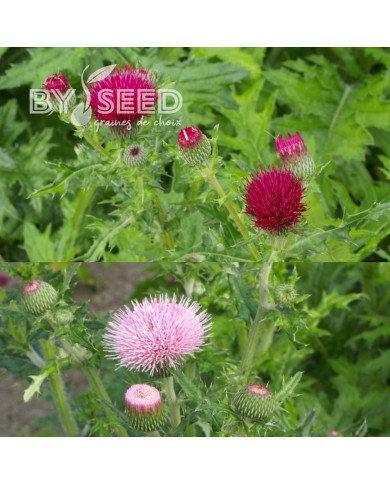 Cirsium Pink and Rose Beauty Mix