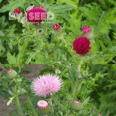 Cirsium Pink and Rose Beauty Mix