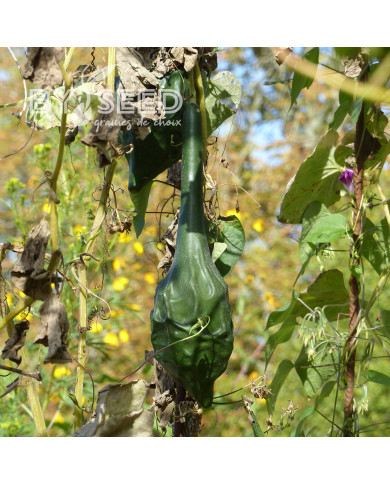 Calebasse (Gourde-bouteille) Dinosaur