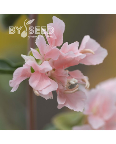 Clarkia Appleblossom