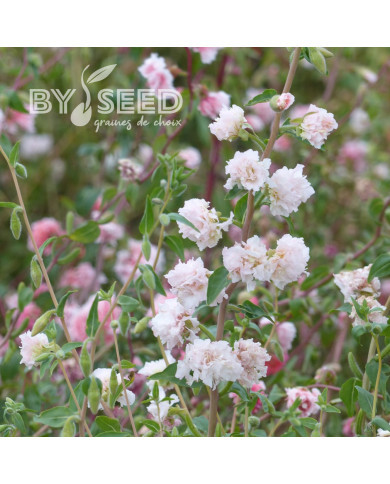 Clarkia Appleblossom