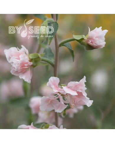 Clarkia Appleblossom