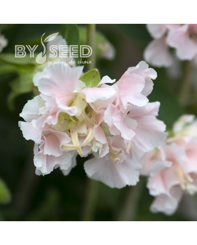 Clarkia Appleblossom