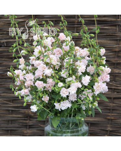 Clarkia Appleblossom