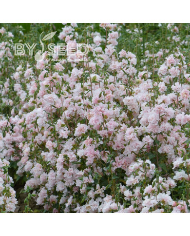 Clarkia Appleblossom