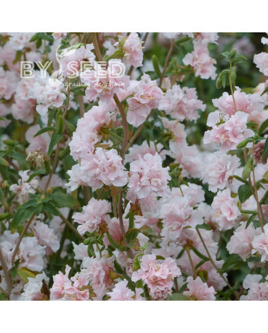 Clarkia Appleblossom