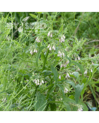 Consoude (plante sauvage)