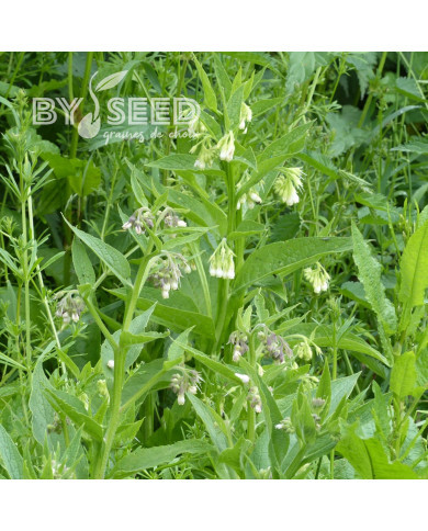 Consoude (plante sauvage)