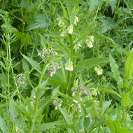 Consoude (plante sauvage)