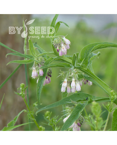 Consoude (plante sauvage)
