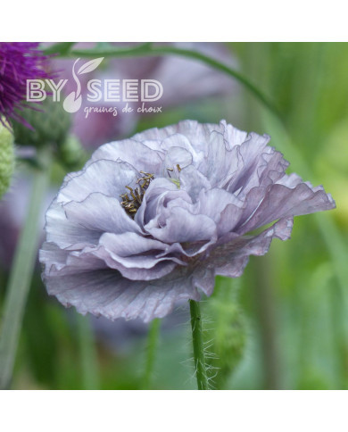 Coquelicot Amazing Grey