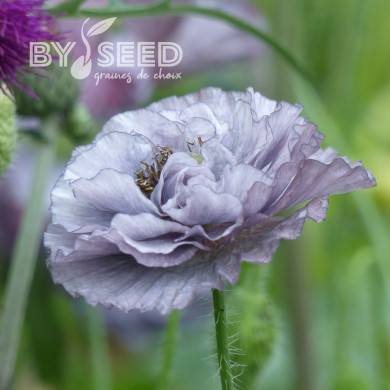 Coquelicot Amazing Grey