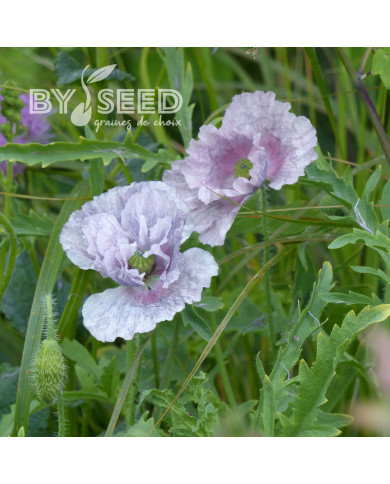Coquelicot Amazing Grey