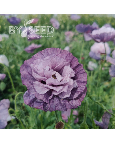 Coquelicot Amazing Grey