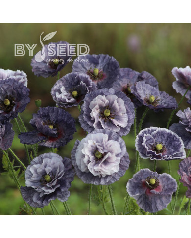 Coquelicot Amazing Grey