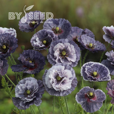 Coquelicot Amazing Grey