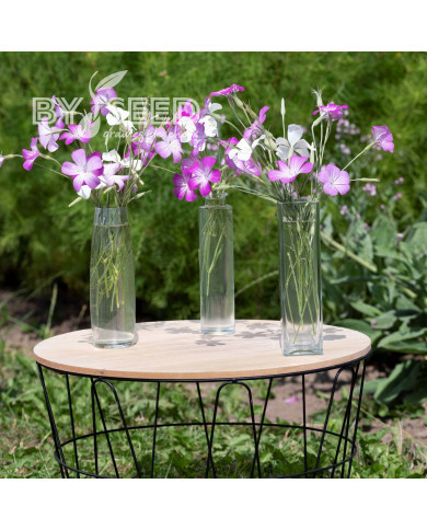 Coquelourde Queen Mix