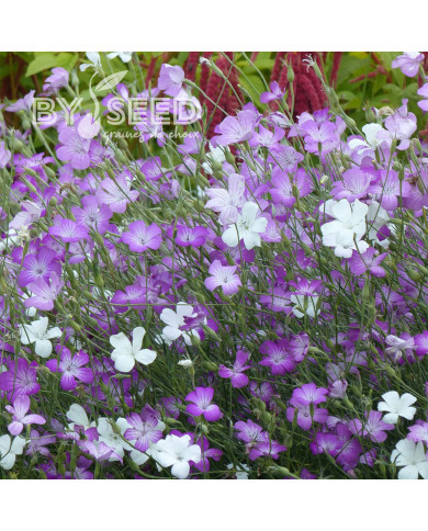 Coquelourde Queen Mix