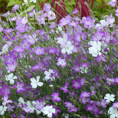 Coquelourde Queen Mix