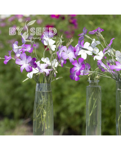 Coquelourde Queen Mix