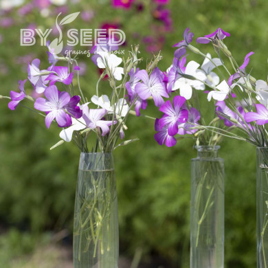 Coquelourde Queen Mix