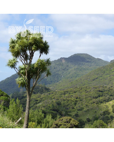 Cordyline australis (verte)