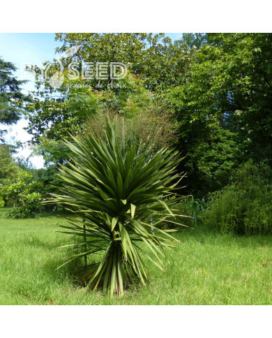 Cordyline australis (verte)