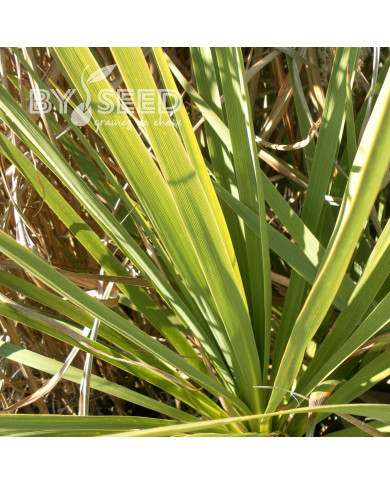 Cordyline australis (verte)