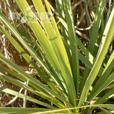 Cordyline australis (verte)
