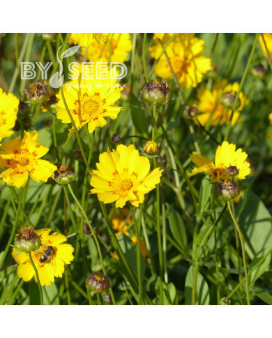 Coréopsis annuel Be Bop