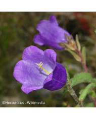 Campanule medium Double Mix