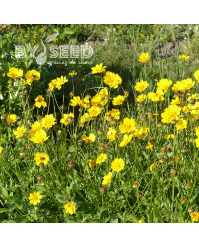 Coréopsis annuel Be Bop