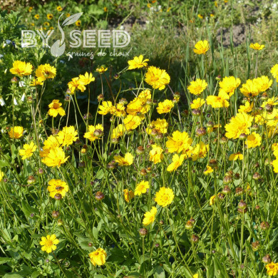 Coréopsis annuel Be Bop