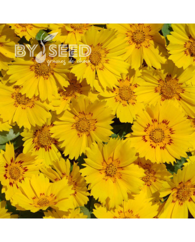 Coréopsis annuel Be Bop