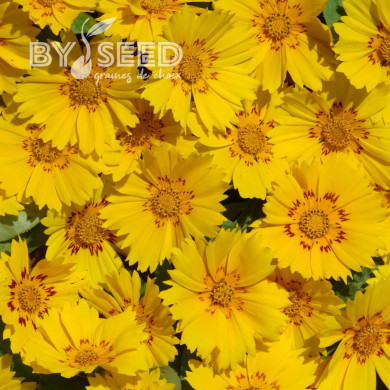 Coréopsis annuel Be Bop