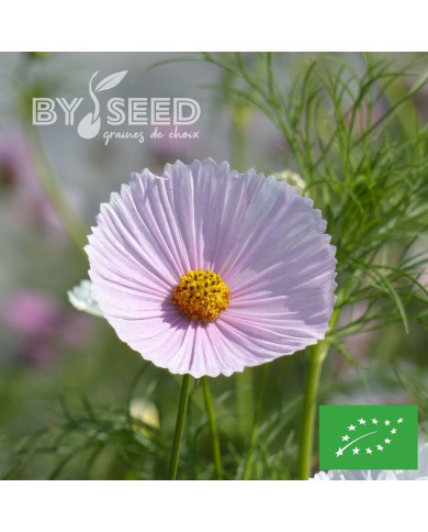 Cosmos Cupsy Blush BIO