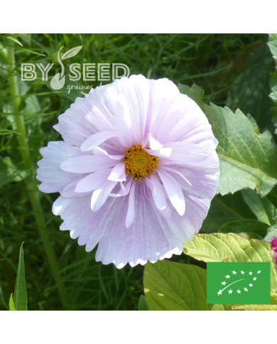 Cosmos Cupsy Blush BIO