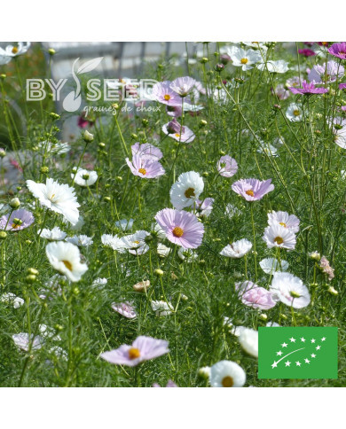 Cosmos Cupsy Blush BIO