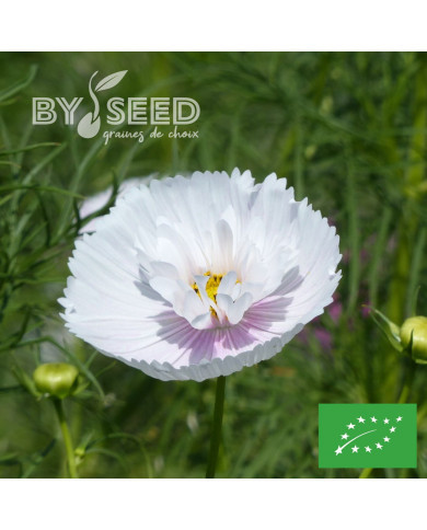 Cosmos Cupsy Blush BIO