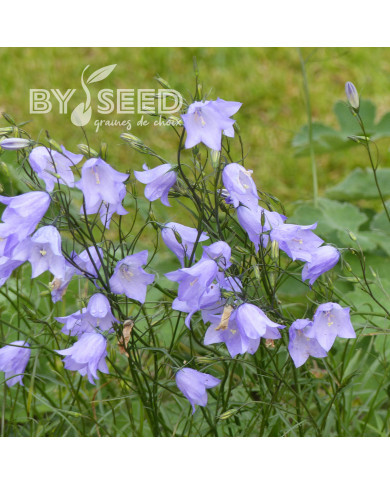 Campanule rotundifolia