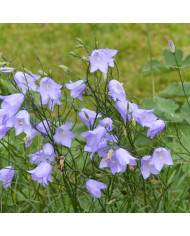 Cardiospermum halicabacum Pois de cœur
