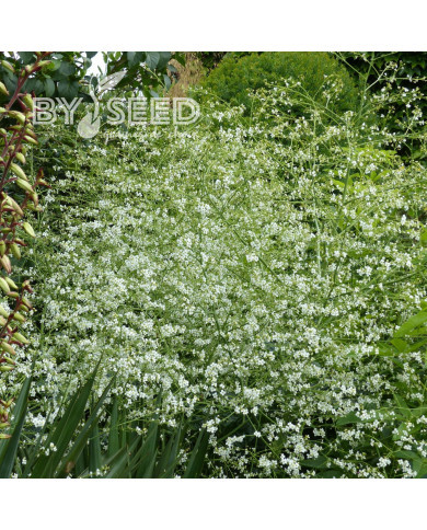 Crambe cordifolia - Chou nuage